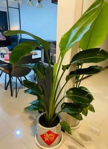 熱帶植物病害 熱帶植物病害