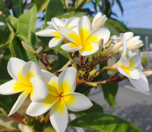 雞蛋花開花次數 雞蛋花開花次數