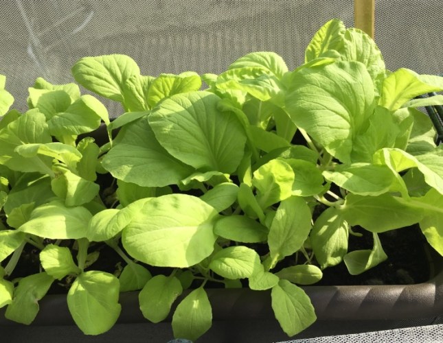 适合盆栽的蔬菜 适合盆栽的蔬菜