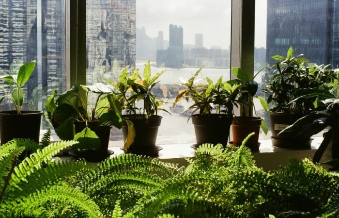 水耕植物蟲 水耕植物蟲