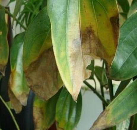 植物葉尖黃化處理