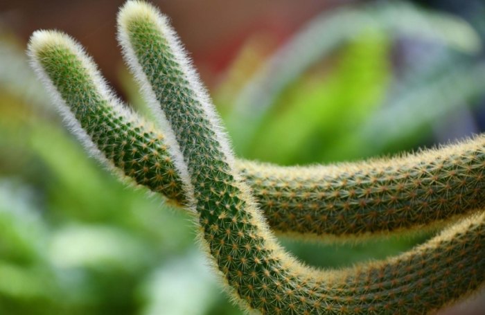 仙人掌花苞掉落 仙人掌花苞掉落