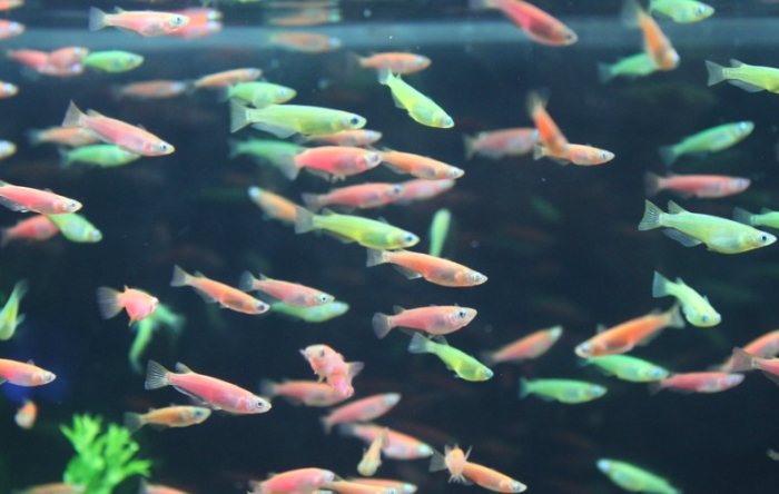 螢光魚繁殖 螢光魚繁殖