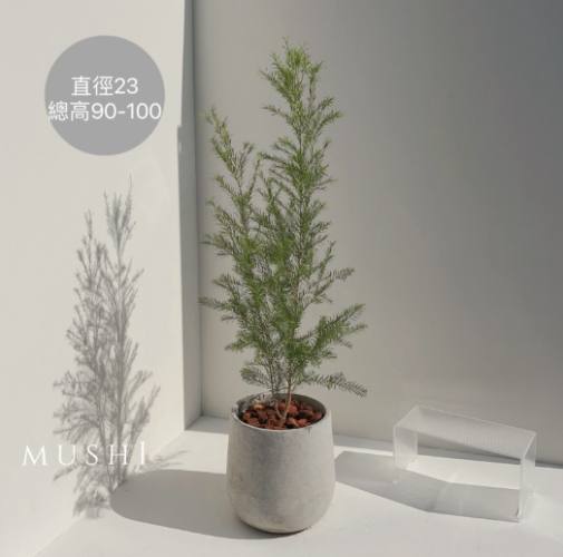 台灣香草植物 台灣香草植物