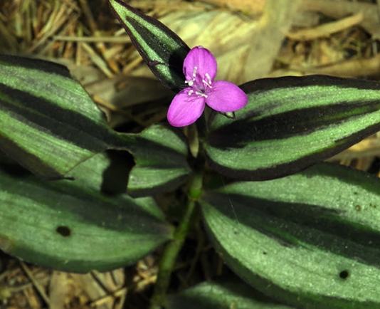 紫背鴨跖草養護