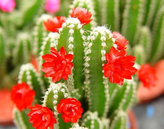 多肉植物介質 多肉植物介質