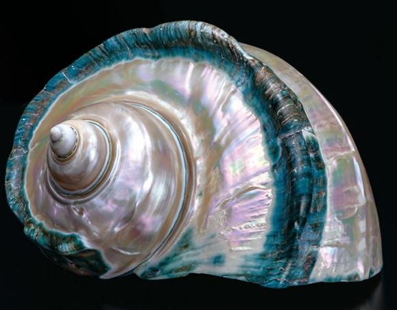 夜光貝抛光技巧 夜光貝抛光技巧