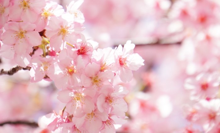 櫻花缺水 櫻花缺水