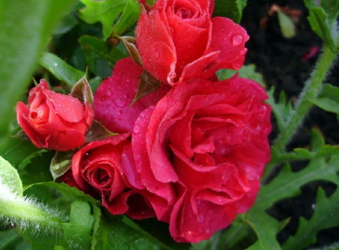 玫瑰葉片捲曲 玫瑰葉片捲曲