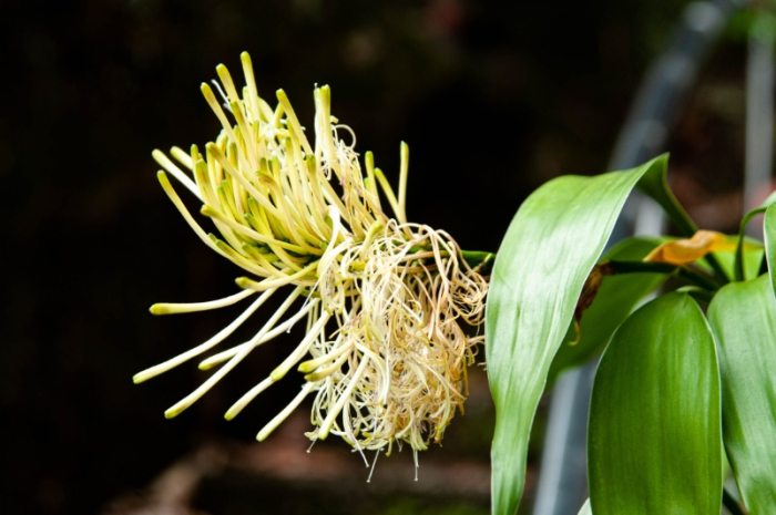 萬年青分株 萬年青分株