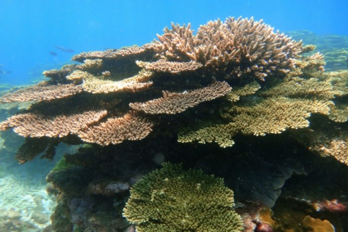 沖繩旅遊 紀念品限制 沖繩旅遊 紀念品限制