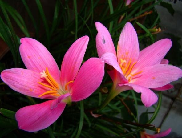 六瓣花識別 六瓣花識別