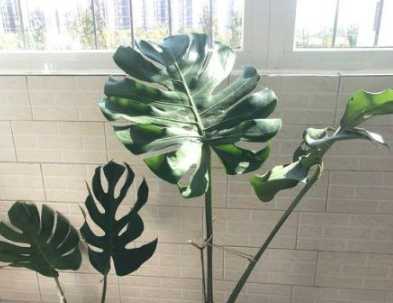 啤酒擦葉子比例 啤酒擦葉子比例