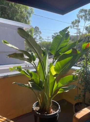 天堂鳥修剪 天堂鳥修剪