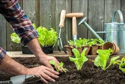 陽台種菜入門 陽台種菜入門