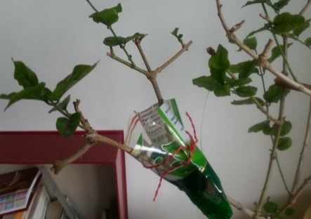 壓條法繁殖 壓條法繁殖