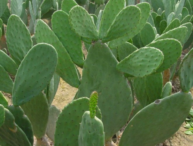 仙人掌多久浇水一次 仙人掌多久浇水一次