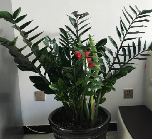 金錢樹怎麼換盆 金錢樹怎麼換盆