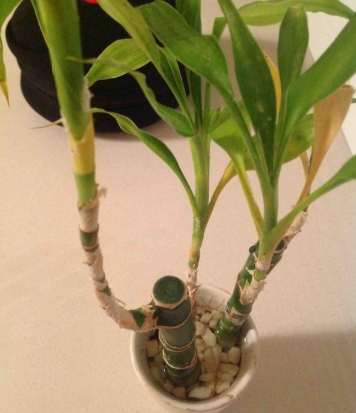 富貴竹黃葉處理