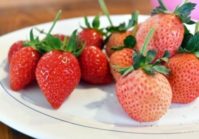 草莓品種缺點 草莓品種缺點