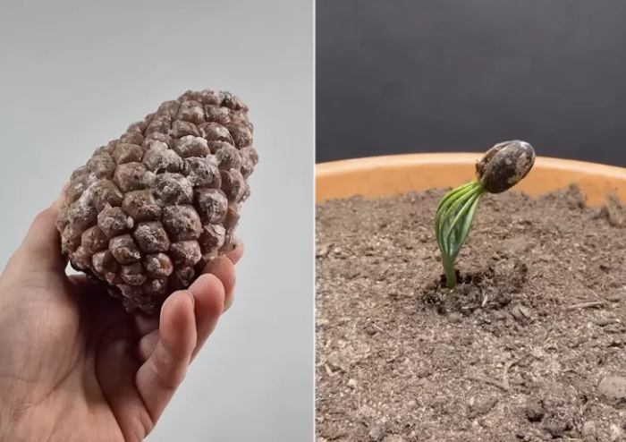 松樹種子發芽 松樹種子發芽