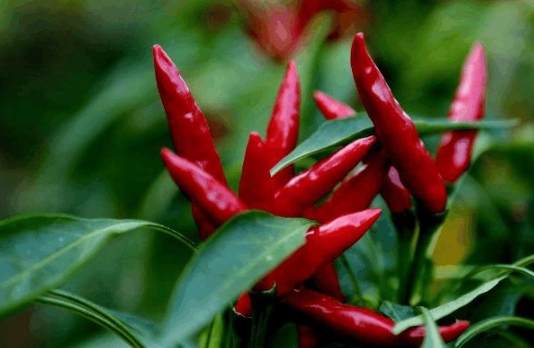 辣椒出境限制 辣椒出境限制