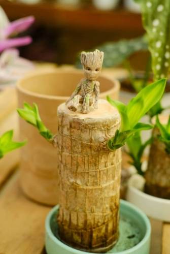 水培巴西木方法 水培巴西木方法