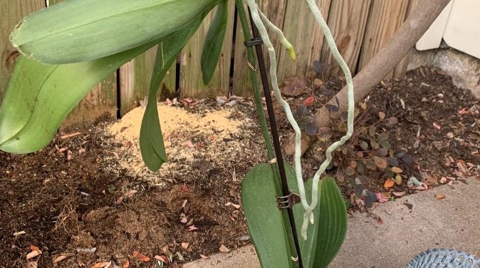 板植養護 板植養護