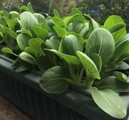 陽台種菜入門 陽台種菜入門