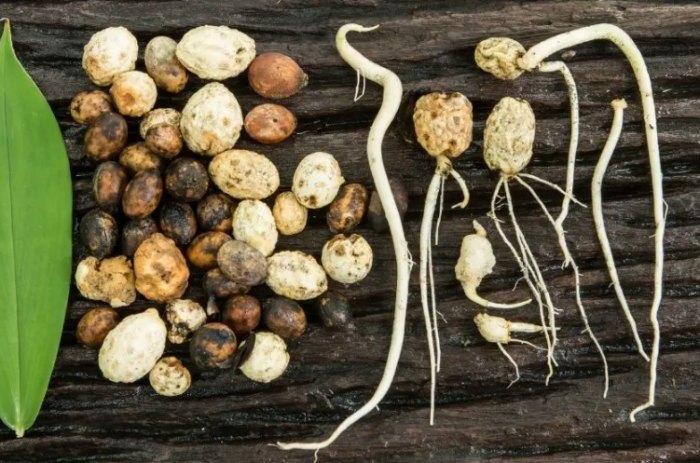 種子泡水時間 種子泡水時間