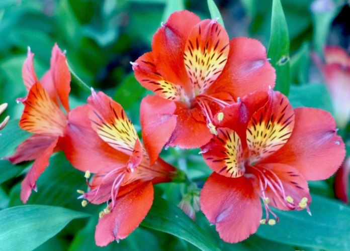 六出花種植 六出花種植