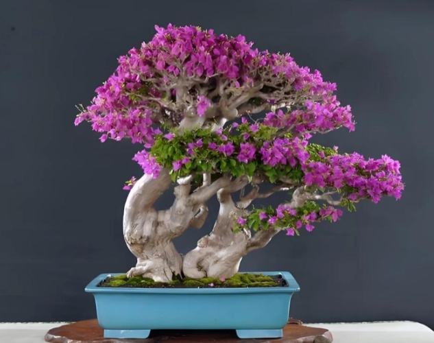 盆栽修剪技巧 盆栽修剪技巧