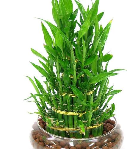 水培植物技巧 水培植物技巧