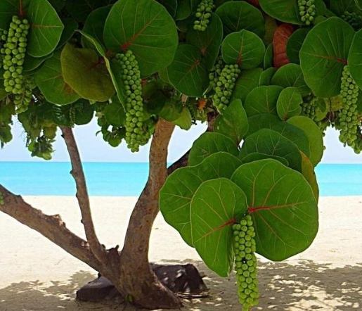 海葡萄植物 海葡萄植物