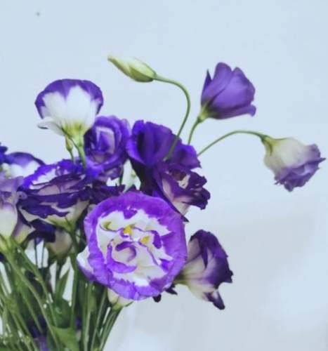 藍色桔梗象徵 藍色桔梗象徵