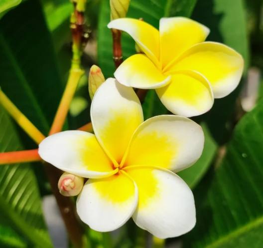雞蛋花種植 雞蛋花種植