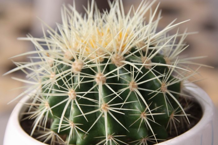 仙人掌砍半技巧