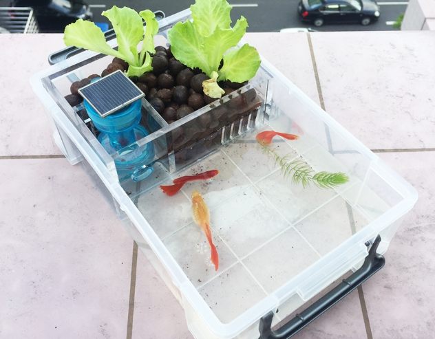 循環水耕農業 循環水耕農業