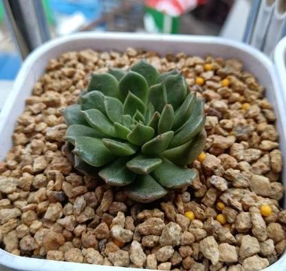 多肉曬太陽時間