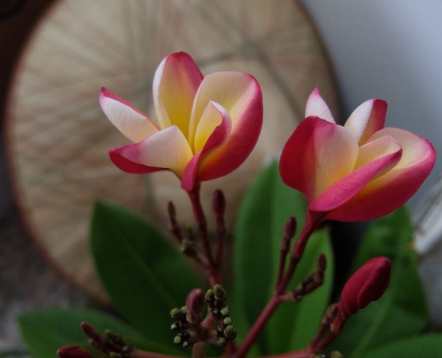 雞蛋花養護技巧 雞蛋花養護技巧