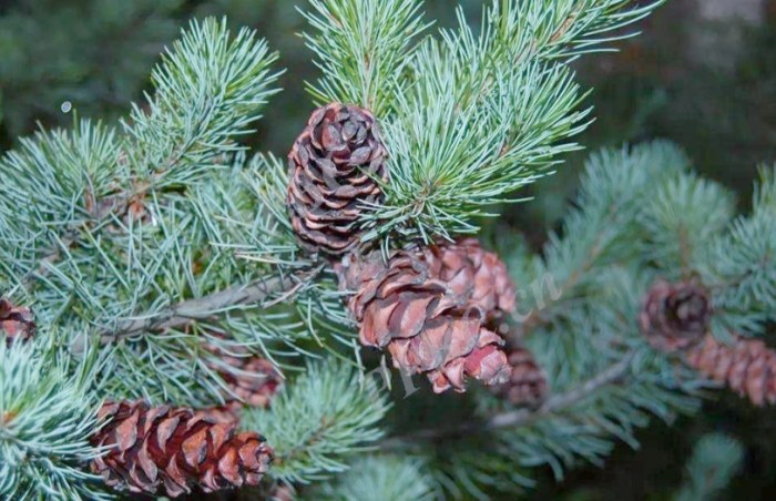 針松樹病蟲害防治 針松樹病蟲害防治