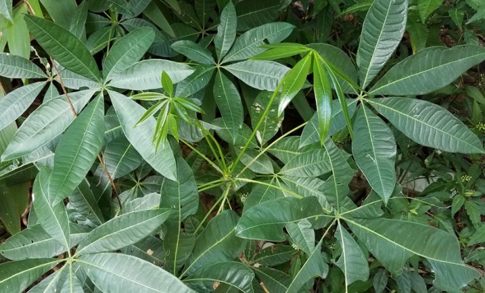 马拉巴栗 葉子黃