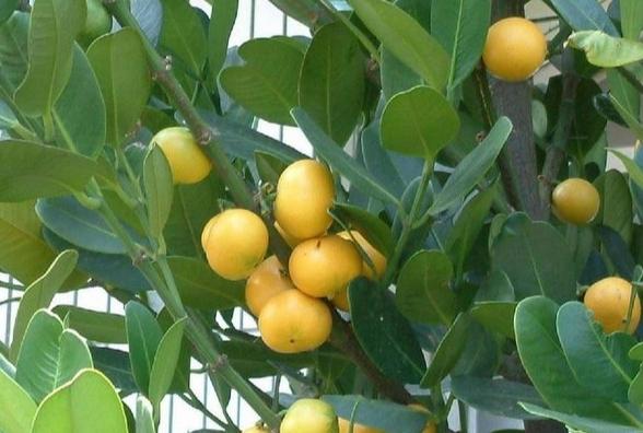 福木果實食用方法