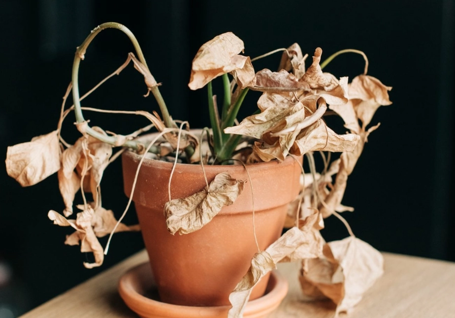 枯萎的植物怎麼救