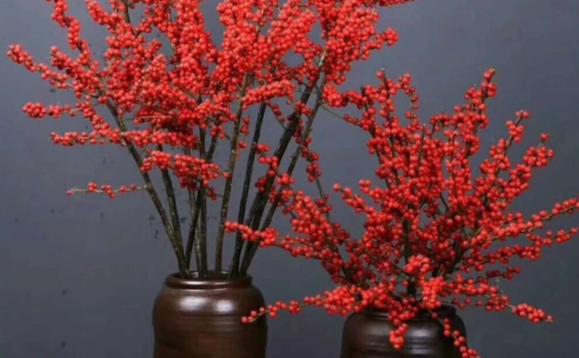 銀柳生長過程 銀柳生長過程