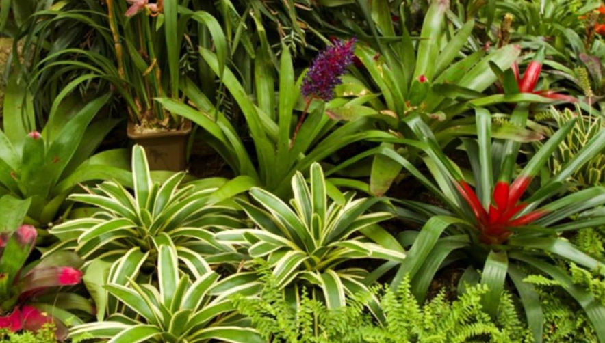 不需要陽光的植物