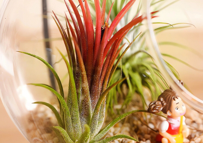 空氣鳳梨辦公室