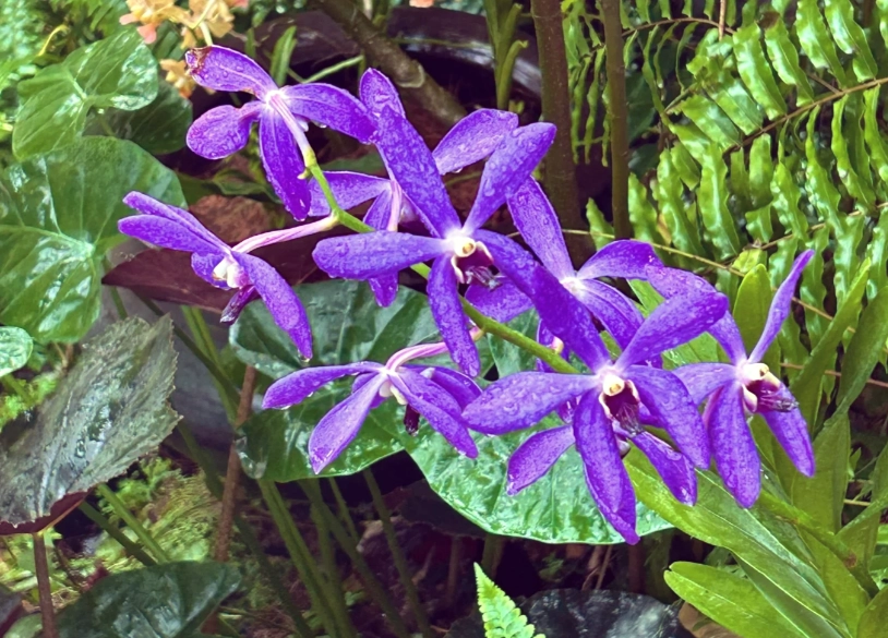胡姬花 的 繁殖 方法