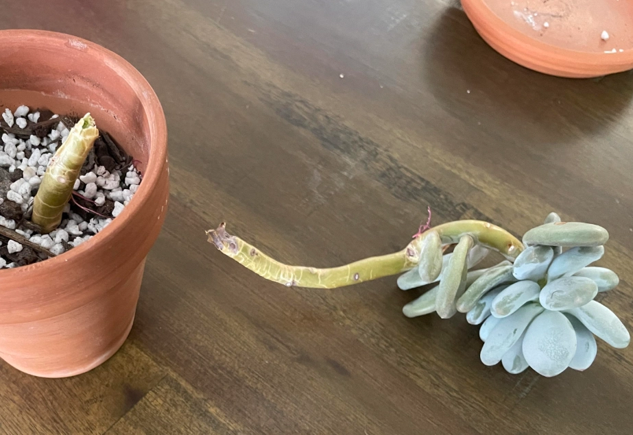 多肉 植物 斷 掉 怎麼辦