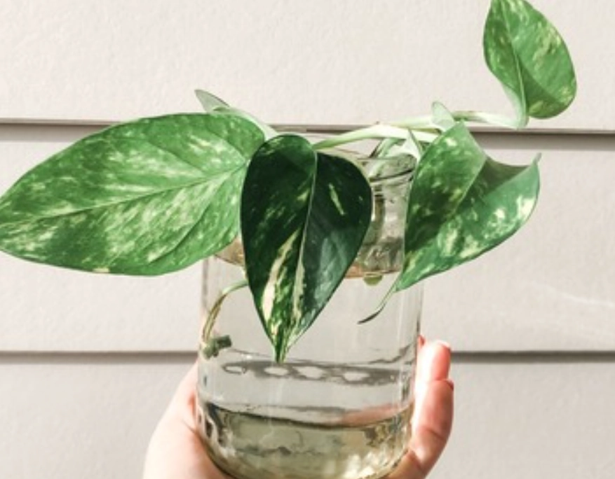 室內水種植物 室內水種植物